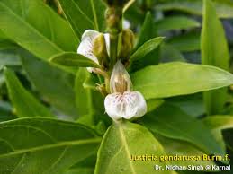Image result for Justicia tenella