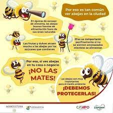 Ajuste Quiropractico - #Salvemos A Las Abejas. Si eres terapeuta adquiere  tu sertificación como Apiterapeuta, ya no tienes que salir de Baja  California. Tijuana tiene todo que necesitas a un nivel internacional.