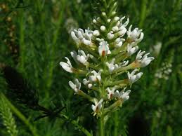 Image result for Hebenstretia dentata