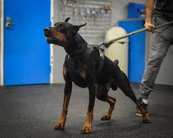 With their breeder, waiting for you! Dobermann Ultimatus We Breed Excellence