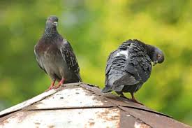 Quel Repulsif Utiliser Pour Les Oiseaux De Sa Toiture