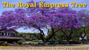 We did not find results for: The Royal Empress Tree Is Doing Something I Did Not Expect I M Cutting It Down Youtube