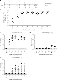 Maybe you would like to learn more about one of these? Characterization Of Hiv 1 Nucleoside Modified Mrna Vaccines In Rabbits And Rhesus Macaques Sciencedirect