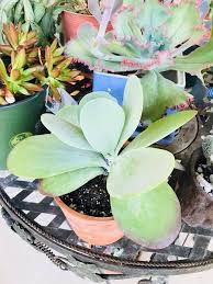 Kalanchoe Luciae Flapjack Care And Propagation Information In 2020 Types Of Succulents Planting Succulents Succulents