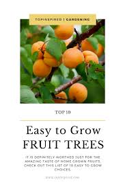 Wowza!™ dwarf cherry tree huge, vivid red fruits zone: Top 10 Easy To Grow Fruit Trees