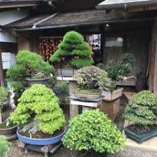 Image result for Premna hans-joachimii