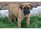 Bullmastiff puppies for sale price list. Best Bullmastiff ...