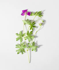 Its foliage tends to remain dense right to the ground, not requiring facer plants in front. New Hampshire Purple Geranium Bower Branch