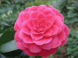 Camellia Japonica Madame Lebois Camellia Flower Camellia Beautiful Flowers