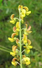 Image result for Crotalaria lanceolata