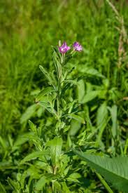 Image result for Epilobium