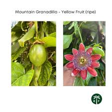 Image result for Passiflora ligularis