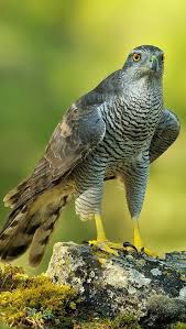 Northern Goshawk Accipiter Gentilis Azor Comun Inhabits Temperate Parts Of The Northern Hemisphere Widesp Vogel Als Haustiere Exotische Vogel Vogel Fotos