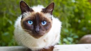I do have a number of people on a waiting list, but sometimes that changes and she normally has many kittens. 13 Facts About Siamese Cats Mental Floss