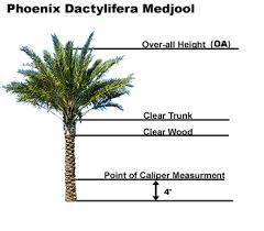 learn accurate ways to measure palms artistree artistree