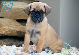 Milly Jug Puppy For Sale Keystone Puppies Cute Animals Puppies Cute Baby Puppies Puppies
