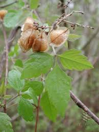 Image result for Cardiospermum corindum