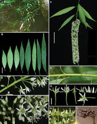 Image result for Iteaceae