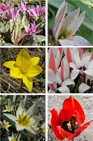 Image result for Liliaceae