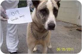 Maybe you would like to learn more about one of these? Cleveland Akron Oh Great Dane Meet Storm A Pet For Adoption