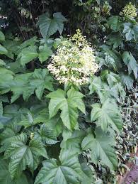 Image result for Dolichandrone alba