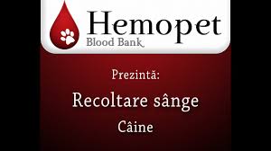 Conditiile De Donare Hemopetbloodbank