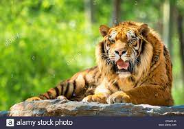 Panthera tigris tigris tigre d'indochine : Indochinesischer Tiger Stockfotos Und Bilder Kaufen Alamy