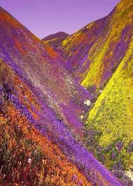Suresh Arora Flower Velly On The Way To Hemkund Sahib Valley Of Flowers Beautiful Places Nature