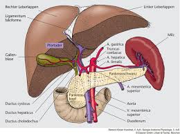Lage herzachse aufbau der herzwand herzkammern herzklappen blutversorgung herzzyklus erregungsbildung & erregungsleitung regulation der herzleistung beispielfragen herz Test 07 Innere Organe Anatomie I Ii Quizlet