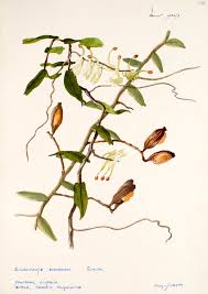 Image result for Solenangis