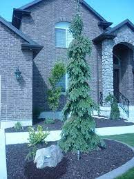 Optimal for properties with weeping norway spruce. Weeping White Spruce Evergreen Trees Landscaping Evergreen Landscape Front Yard Landscaping