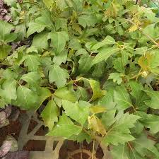Image result for Cissus alata