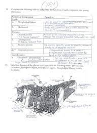 Cell Membrane Worksheet Answers Download Acumen Cell Membrane And Transport Worksheet Aaa Cell Membrane Coloring Worksheet Cells Worksheet Cell Membrane