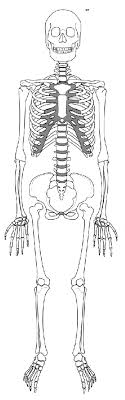 Anatomical position describes the orientation of a body or body parts. Diagram Body Skeleton Diagram Blank Full Version Hd Quality Diagram Blank 5diagrams Gyn Patho De