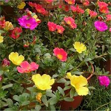Purslane is a succulent annual trailing plant that grows in many countries because it thrives in poor soil. Portulaca Umbraticola Purslane Flowering Succulent Plant Garden Plants