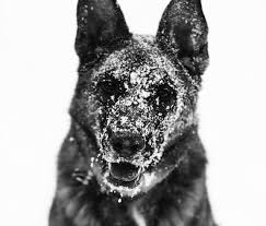 Lycan white blue bay shepherd. The Illusive And Stunning Lycan Shepherd Tindog