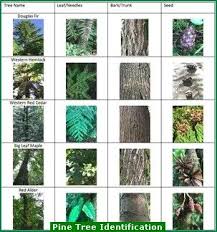 Detailed description explaining leaf, bark, flower, fruit and other characteristics are listed for each. Pine Tree Identification Key Picture Tree Identification Tree Bark Identification Plant Identification