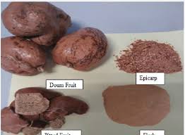 Image result for Hyphaene