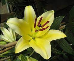 紫轩花店 进口一代香水百合花种球种子木门18 20大球对版绿植花卉盆栽ot系 plants jessica