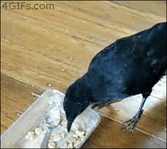 Find funny gifs, cute gifs, reaction gifs and more. Black Bird Singing In The Dead Of Night Take These Pieces Of Food And You Ll Be Alright Gif On Imgur