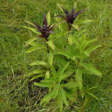 Image result for Vernonia galamensis