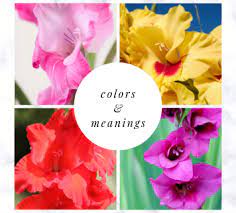 Gladiolus Flower Meaning Best Flower Wallpaper