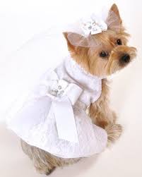 I See Spot S Satin And Lace Dog Pet Wedding Dress Medium White I See Spot Http Www Amazon Com Dp B00diraj8u Ref Wedding Pets Dog Wedding Dog Wedding Dress