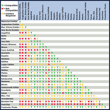 69 Punctual Freshwater Tropical Fish Chart