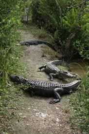 Alligators Shark Valley Everglades Everglades National Park Everglades Everglades Florida