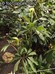Image result for Arisaema