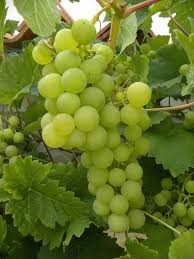 Cultiver La Vigne En Pot Cultiver Jardin Fruitier Vigne