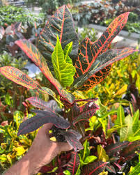 Image result for Croton longipedicellatus