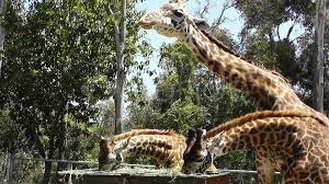 San Diego Zoo 50 Giraffe Stock Footage Zoo Diego San Footage San Diego Zoo Giraffe Zoo