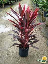 Plant Selections Interior Plant Service Baltimore Interior Office Tropical Service Interior Plantscape And Maint Plants Tropical Plants Landscaping Plants